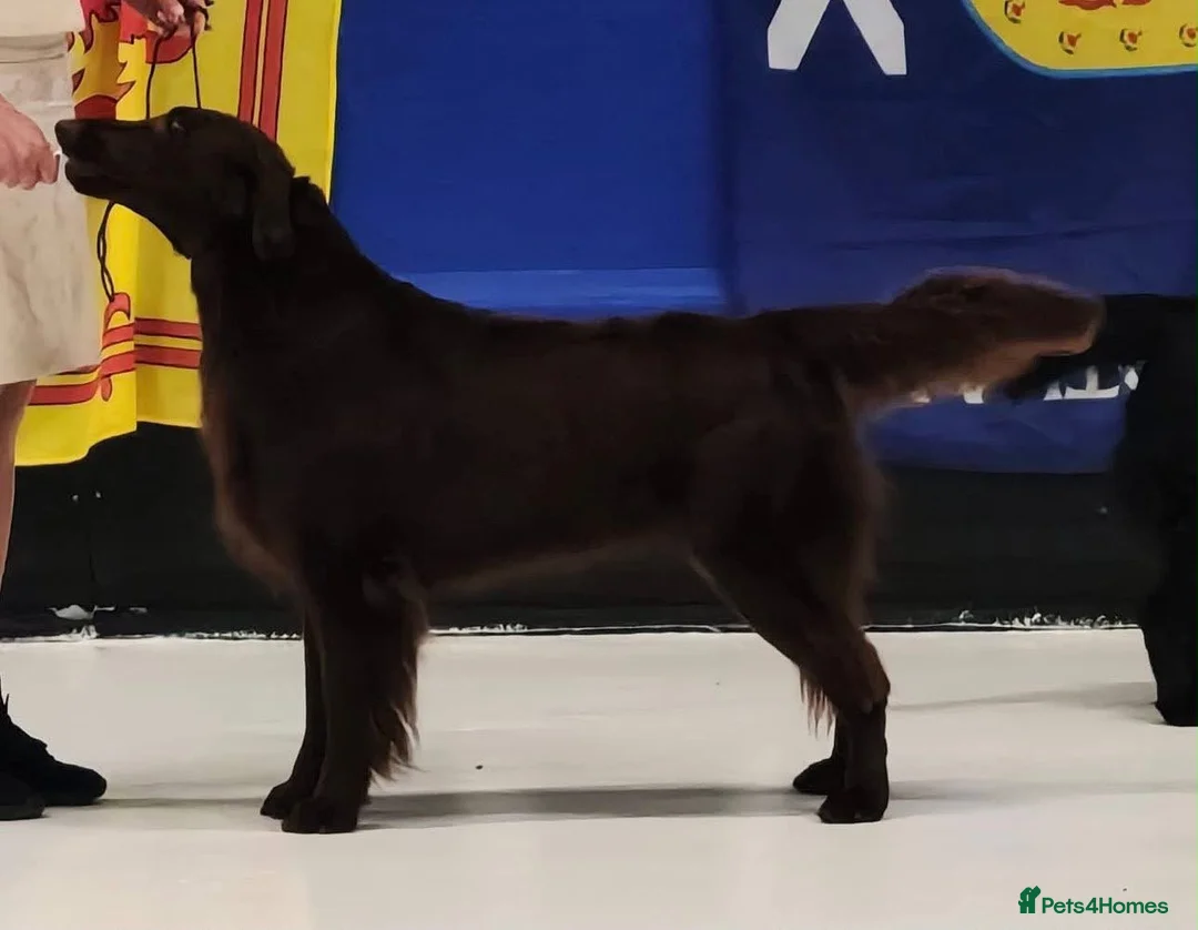 Flat coated Retriever dogs for sale: Stunning Kc Reg LIVER Flatcoats - Advert 1