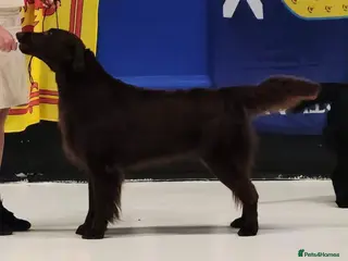 Flat coated Retriever dogs 2 ** tunning Kc Reg LIVER Flatcoat Boys - Advert 3