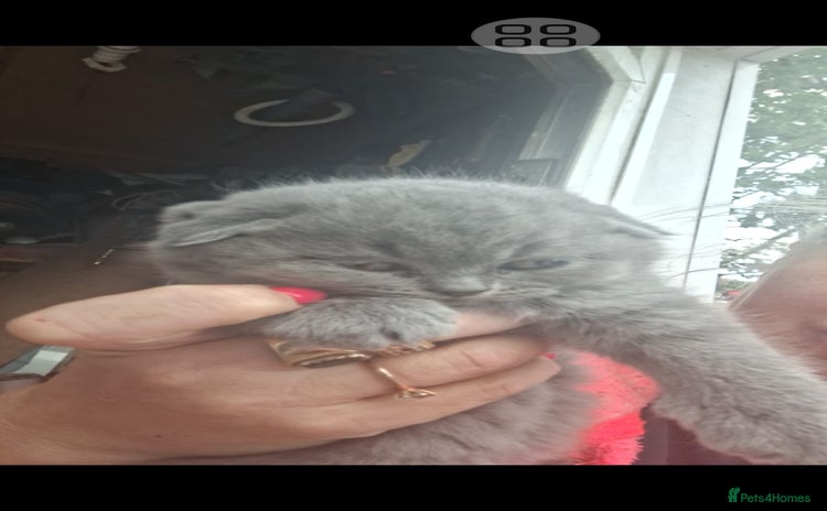 Scottish Fold cats - Advert 3