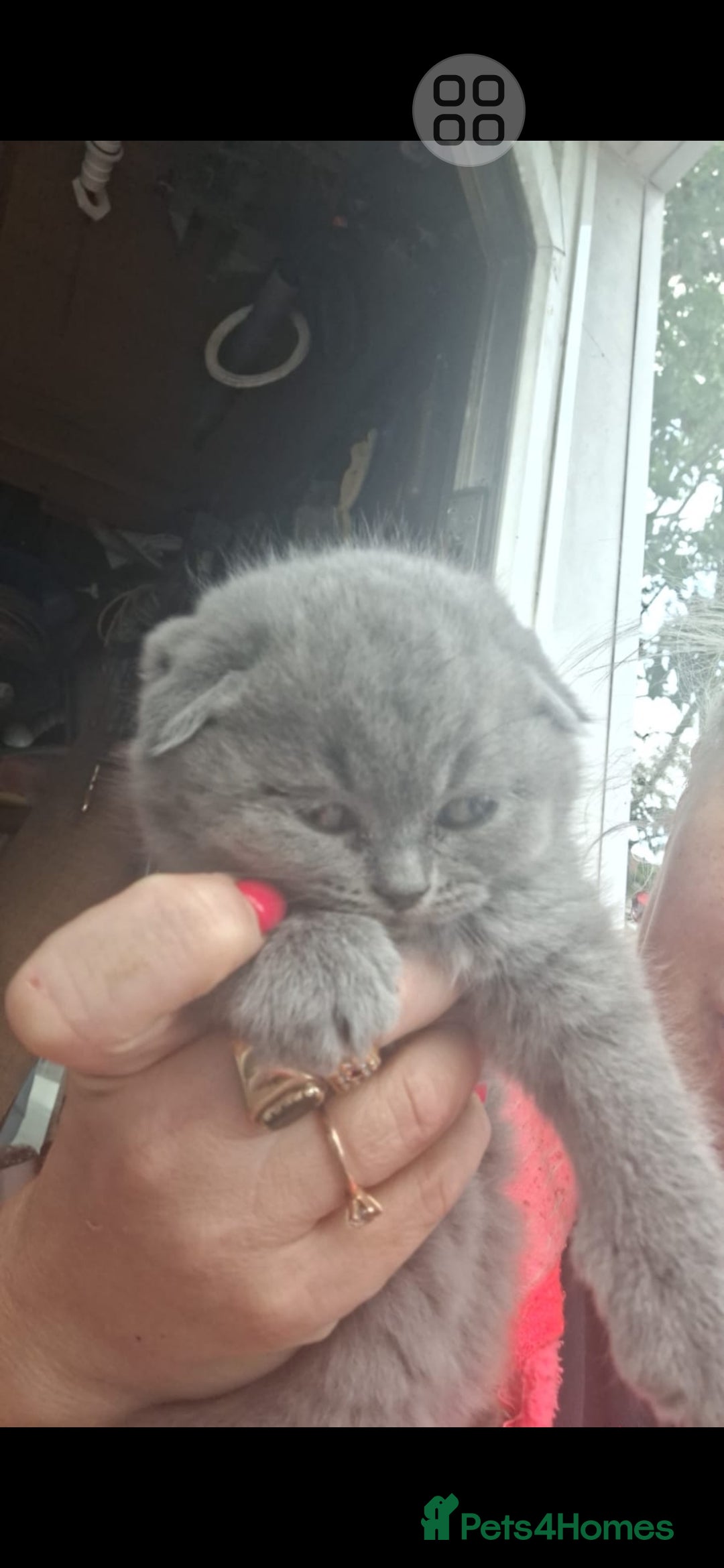 Scottish Fold cats for sale: Schotis fold  - Image 1