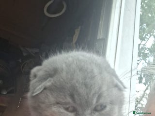 Scottish Fold cats - Advert 10