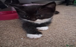 Mixed Breed cats for sale: Beautiful kittens - Advert 5