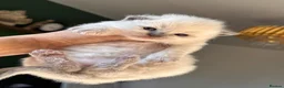 Ragdoll cats for sale: Ragdoll kittens - Advert 11