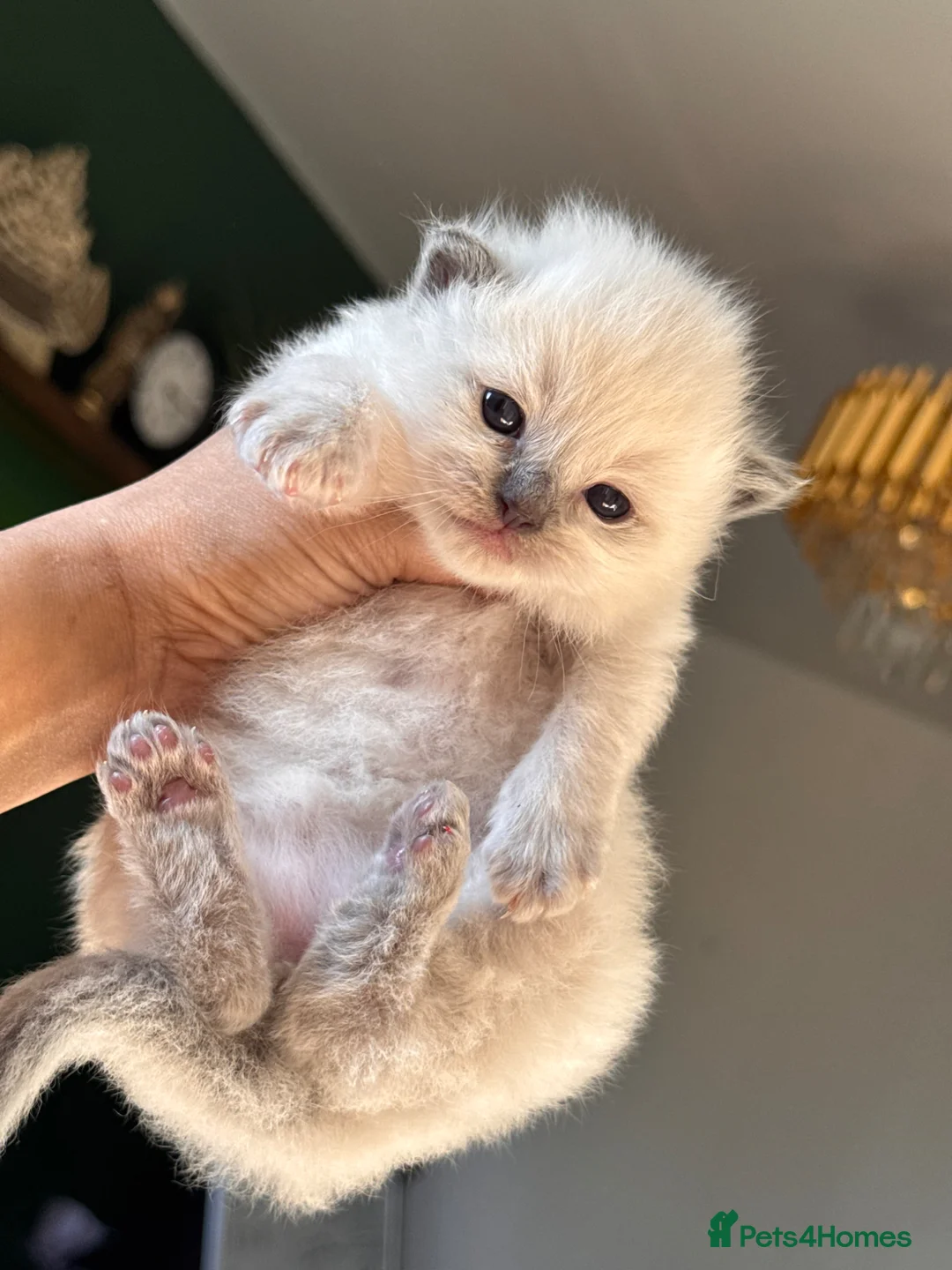 Ragdoll cats for sale: Ragdoll kittens - Advert 11