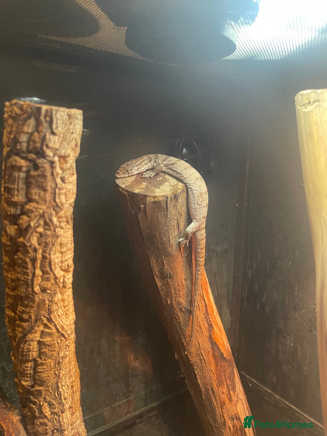 Monitor reptiles for sale: Black-Headed Monitors & Pigmy Mulga Monitors - Advert 4