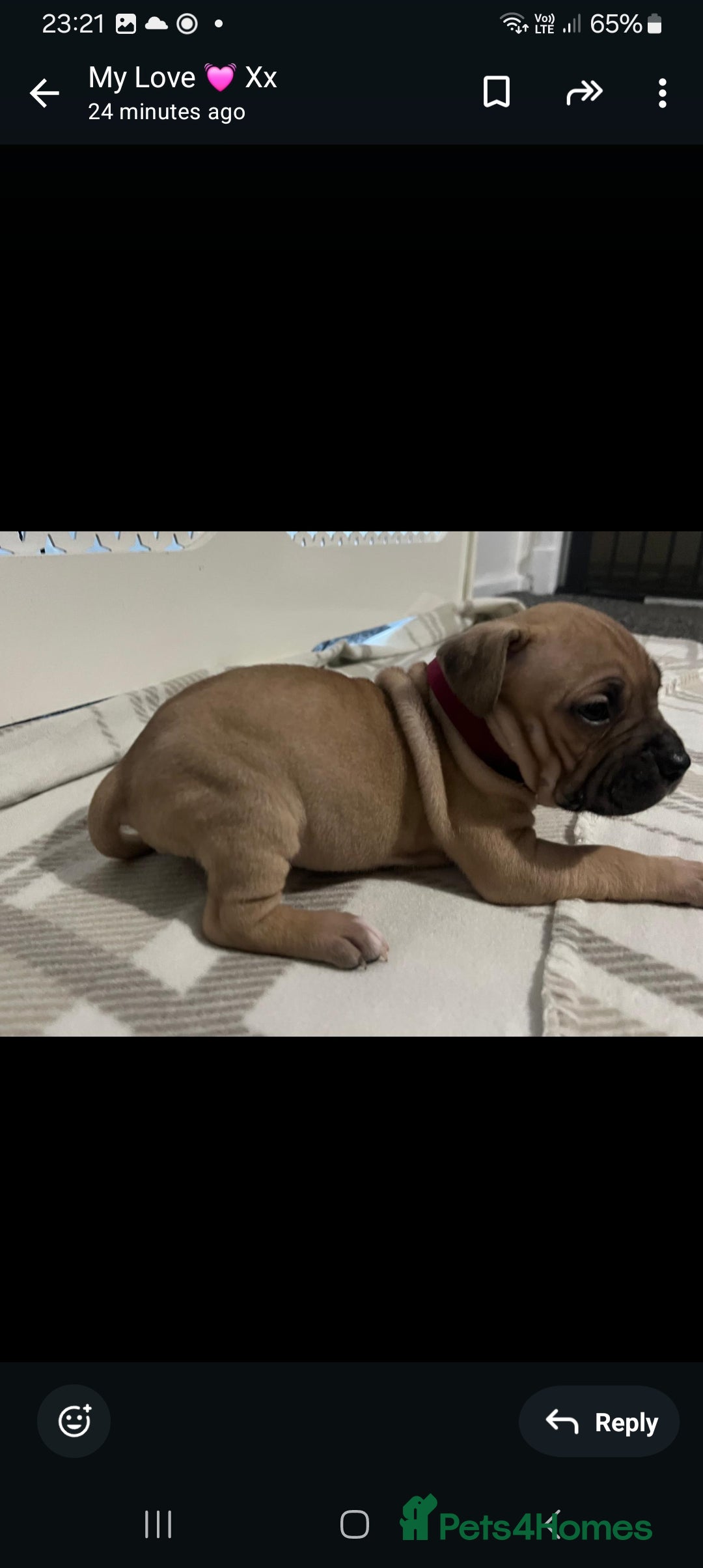 American Bulldog dogs for sale: American bulldogs puppies  - Advert 10