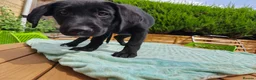Mixed Breed dogs for sale: Puppies  - Advert 17