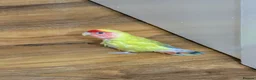 Lovebirds birds for sale: Bonded Pair of Lovebirds Looking for Loving Home - Advert 5