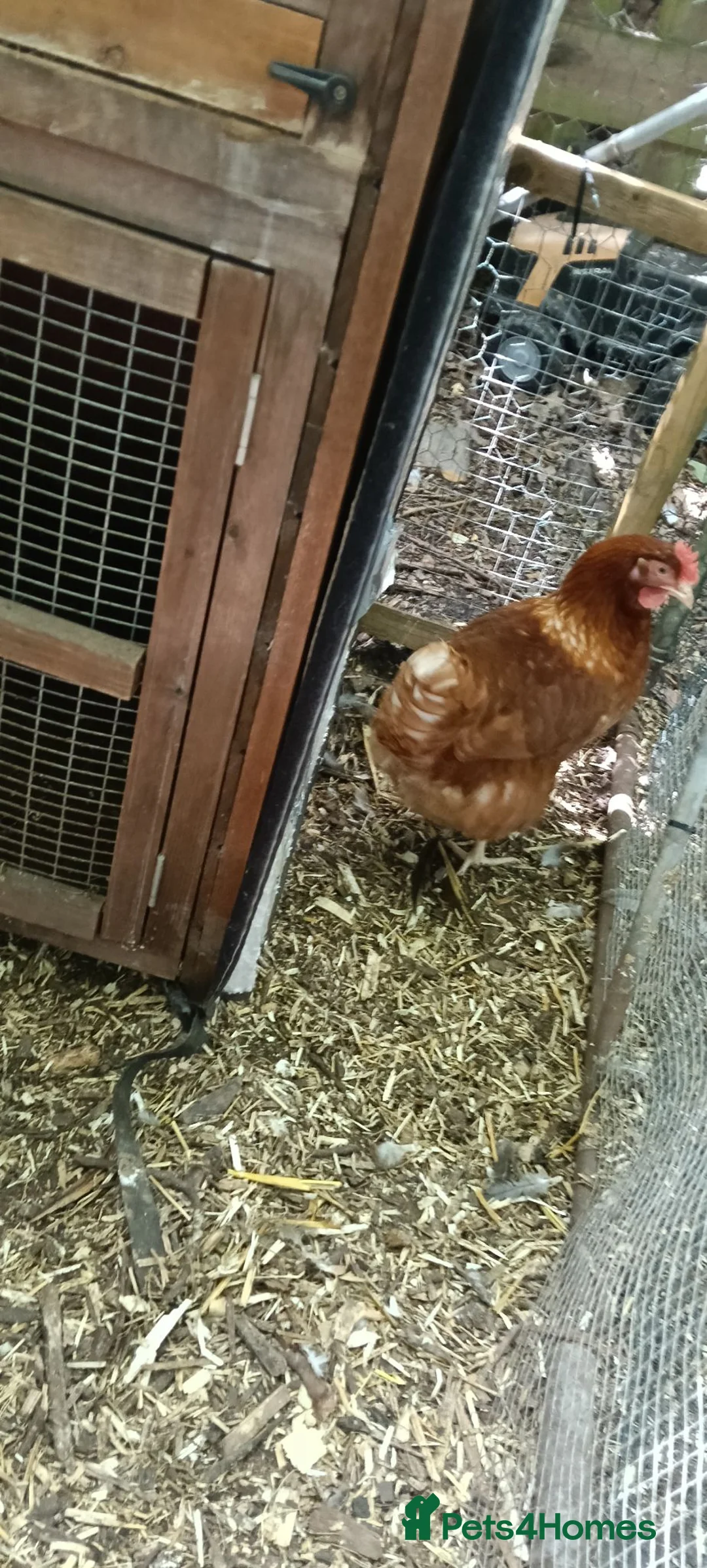 Chickens poultry for sale: Red ranger POL hens for sale  in Solihull - Advert 6