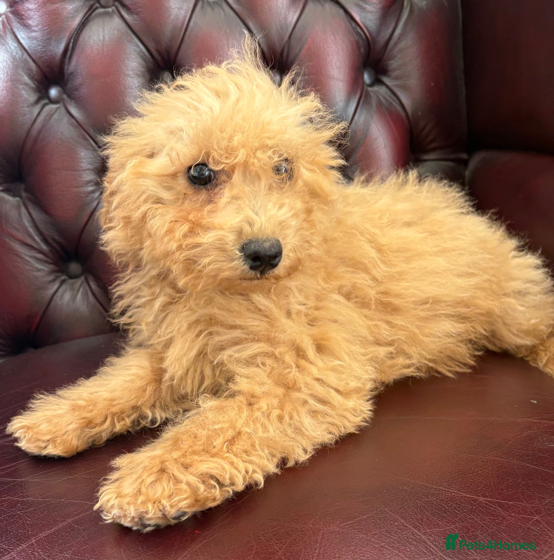Cavapoo dogs F1 Cavapoo Puppies’s ready now!! - Advert 18