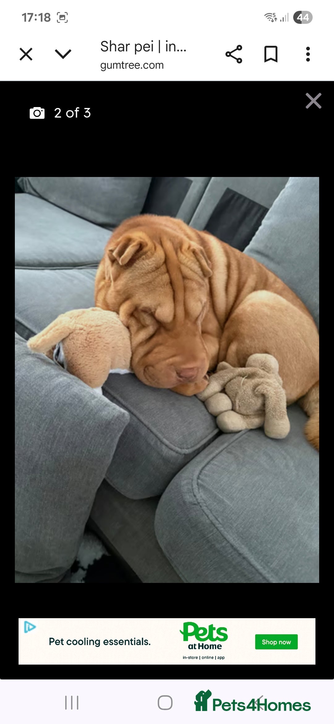 Shar Pei dogs for sale: 4 year old female shar pei  - Advert 6