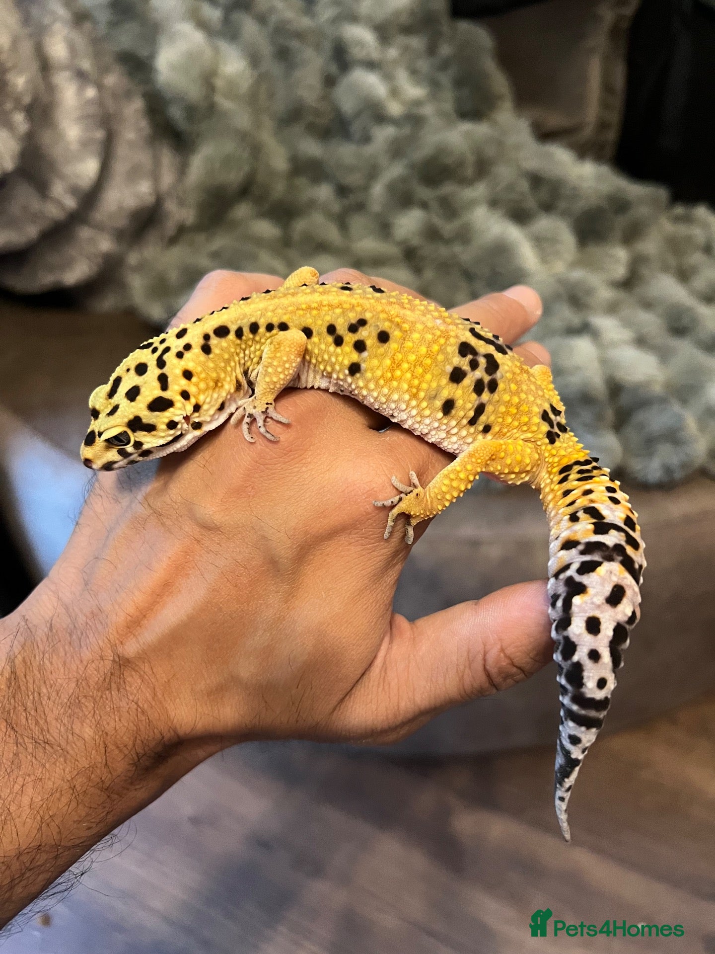 Leopard Gecko reptiles Beautifully marked hi-yellow female - Advert 1