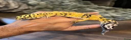 Leopard Gecko reptiles for sale: Beautifully marked hi-yellow female - Advert 1