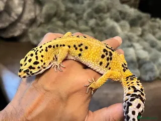 Leopard Gecko reptiles Beautifully marked hi-yellow female - Advert 2