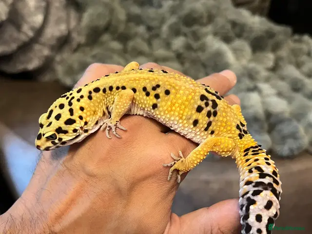 Leopard Gecko reptiles for sale: Beautifully marked hi-yellow female - Advert 2