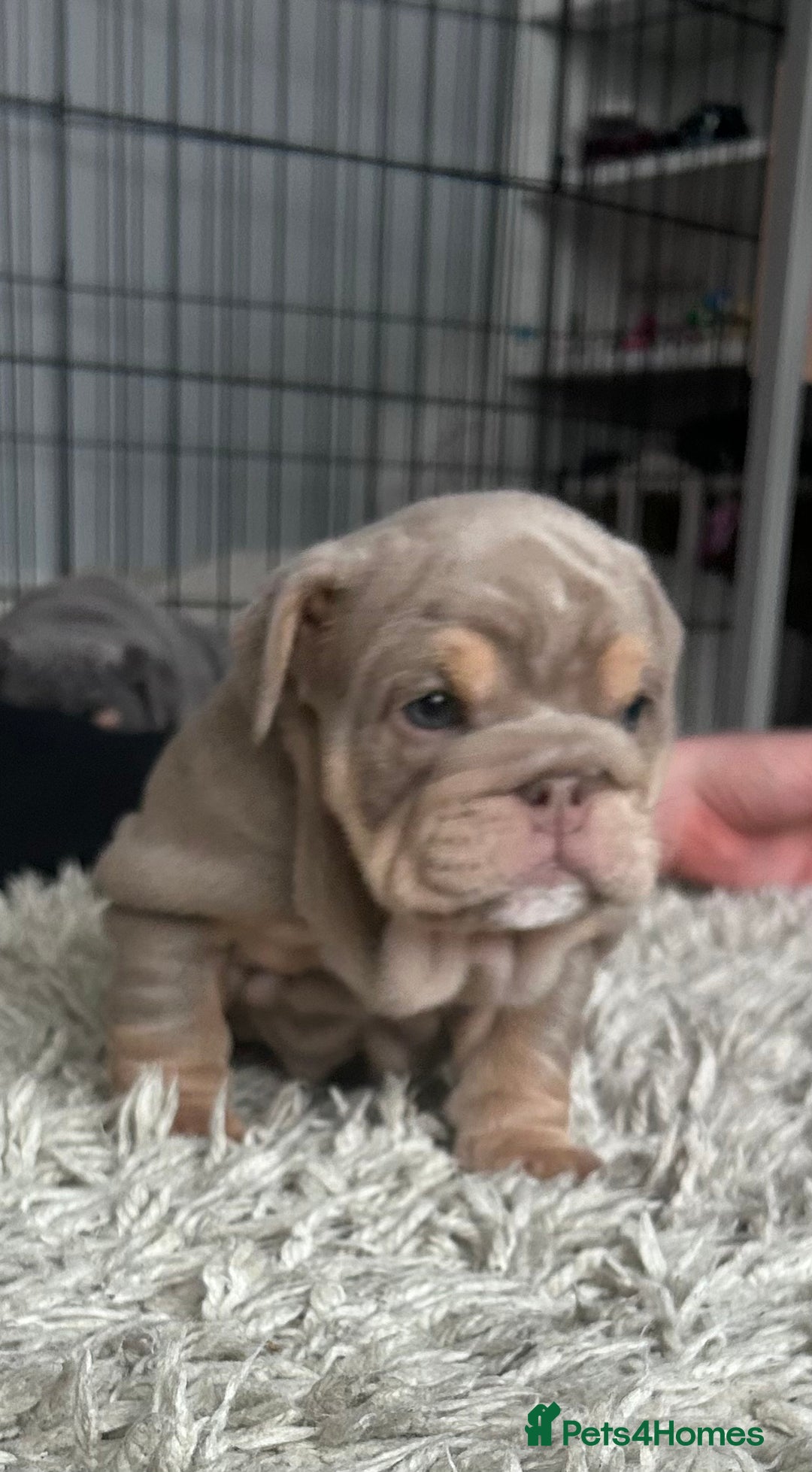 English Bulldog dogs for sale: Gorgeous Puppy Bulldogs for sale - Advert 11