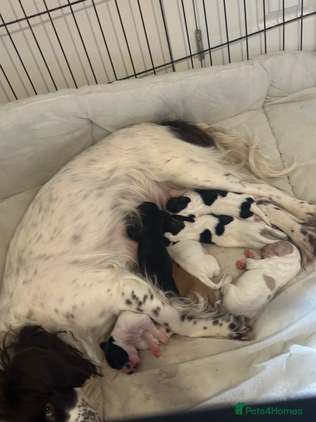Sprocker dogs for sale: Beautiful littler of sprockers  - Advert 2