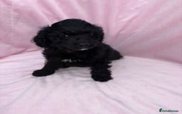 Cavapoo dogs for sale: Ready now Cavapoo puppies for sale  - Image 18