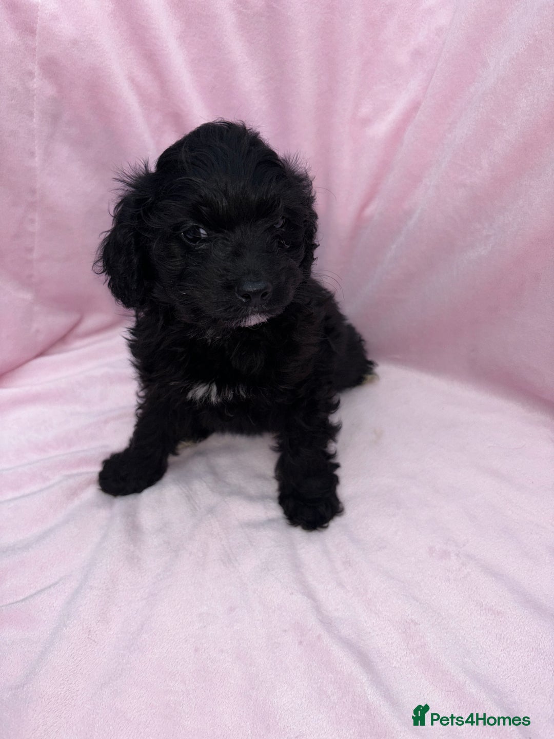 Cavapoo dogs for sale: Ready now Cavapoo puppies for sale  - Image 18