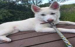 Siberian Husky dogs for sale: Skylar 7 month old white husky.  - Image 3