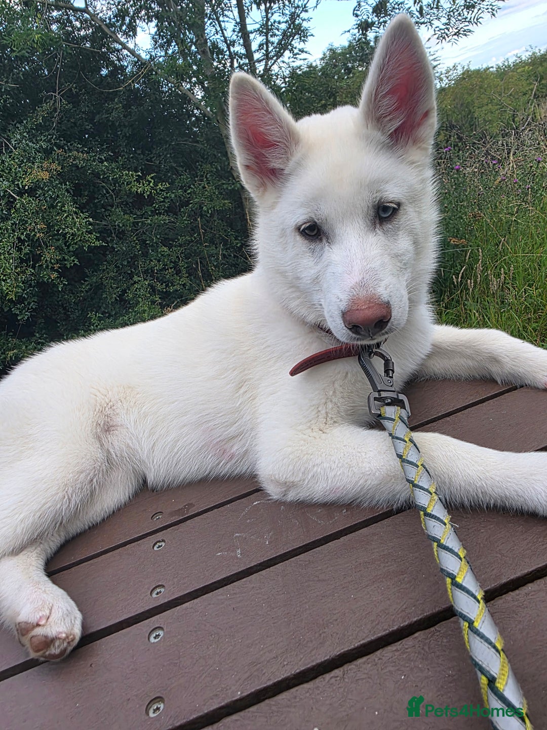 Siberian Husky dogs for sale: Skylar 7 month old white husky.  - Image 3