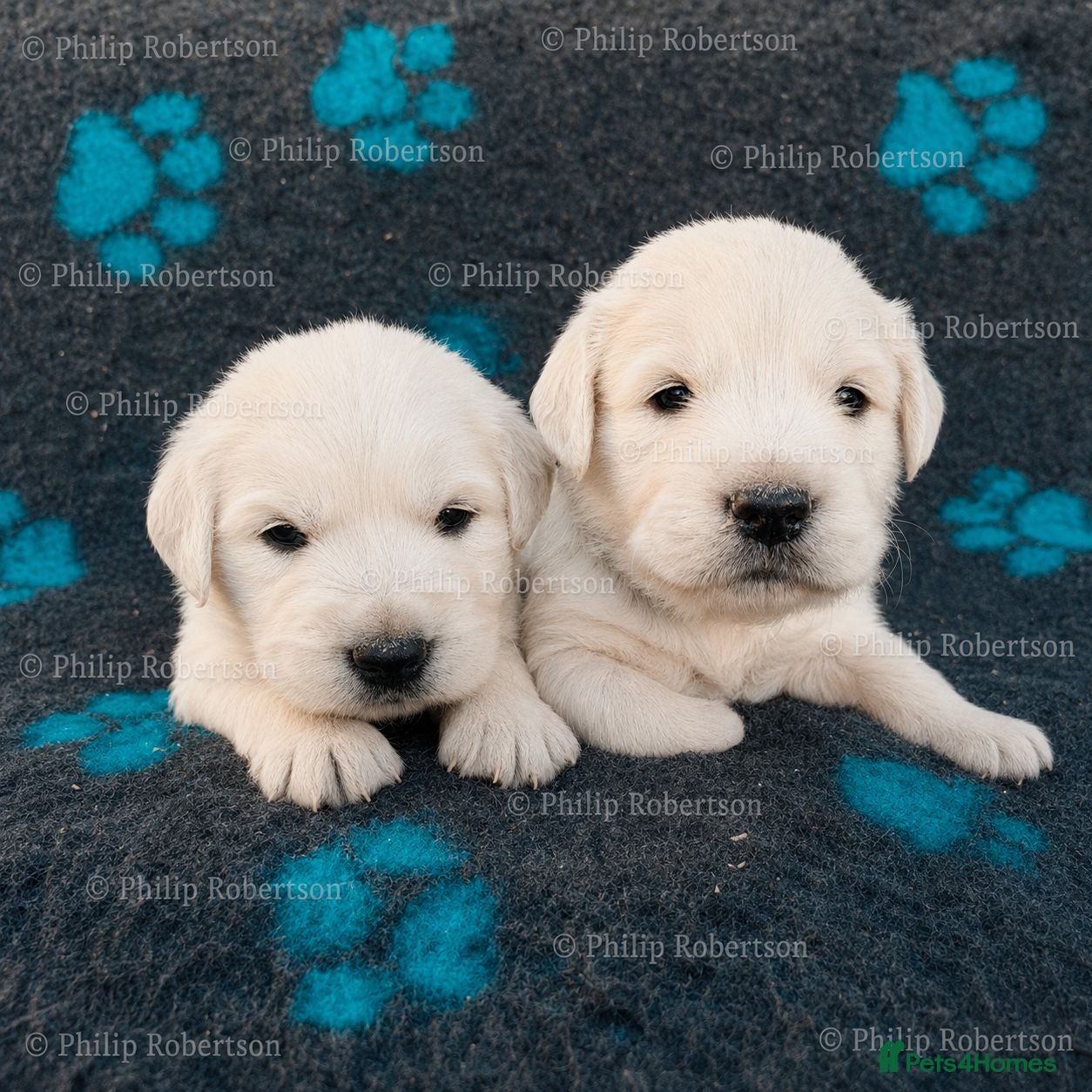 Golden Retriever dogs Chunky Cream Golden Retriever Puppies  - Advert 1