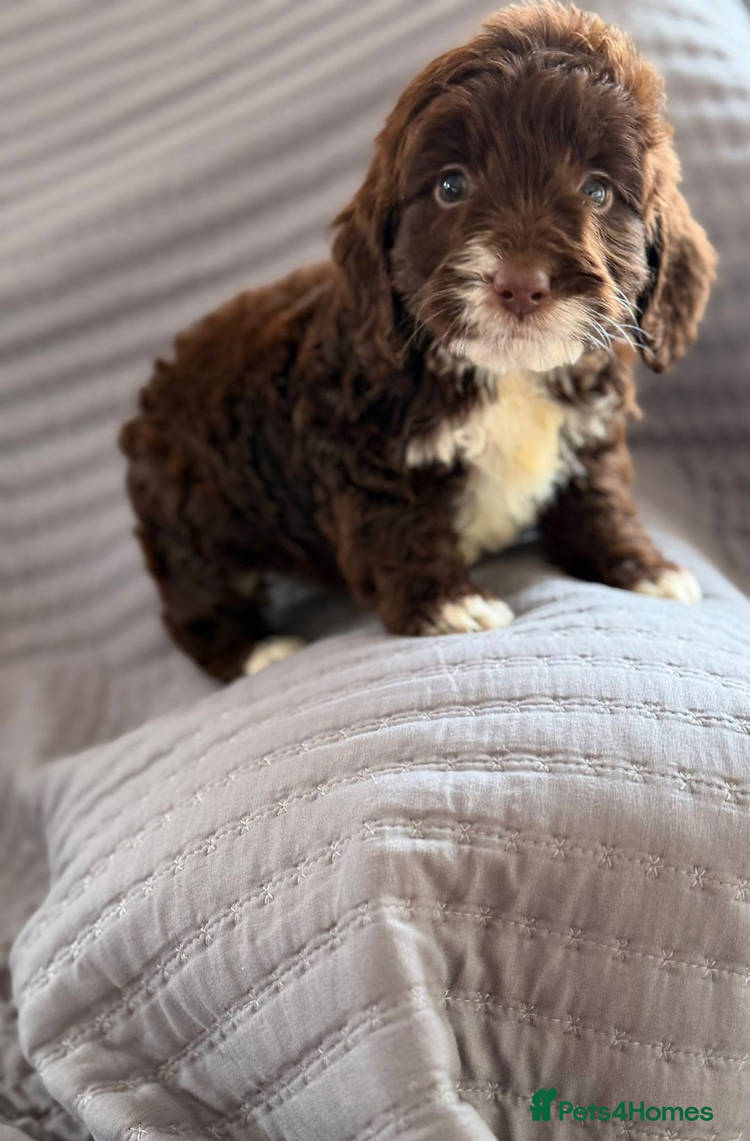 Cockapoo dogs for sale: Cockapoo puppies  - Advert 4