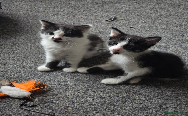 Mixed Breed cats - Advert 1