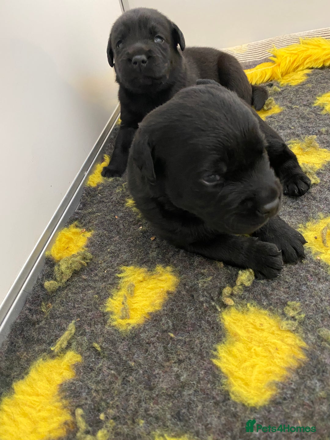 Labrador Retriever dogs for sale: Black Labrador puppies  - Image 13