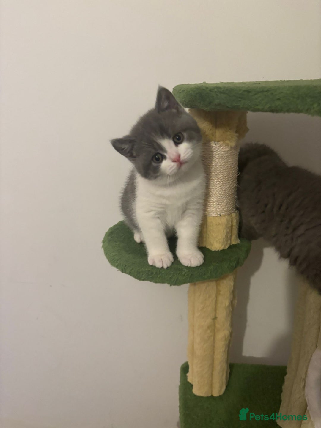 British Shorthair cats for sale: 🧸✨6 Chunky British Shorthair Kittens For Sale✨🧸 - Advert 28