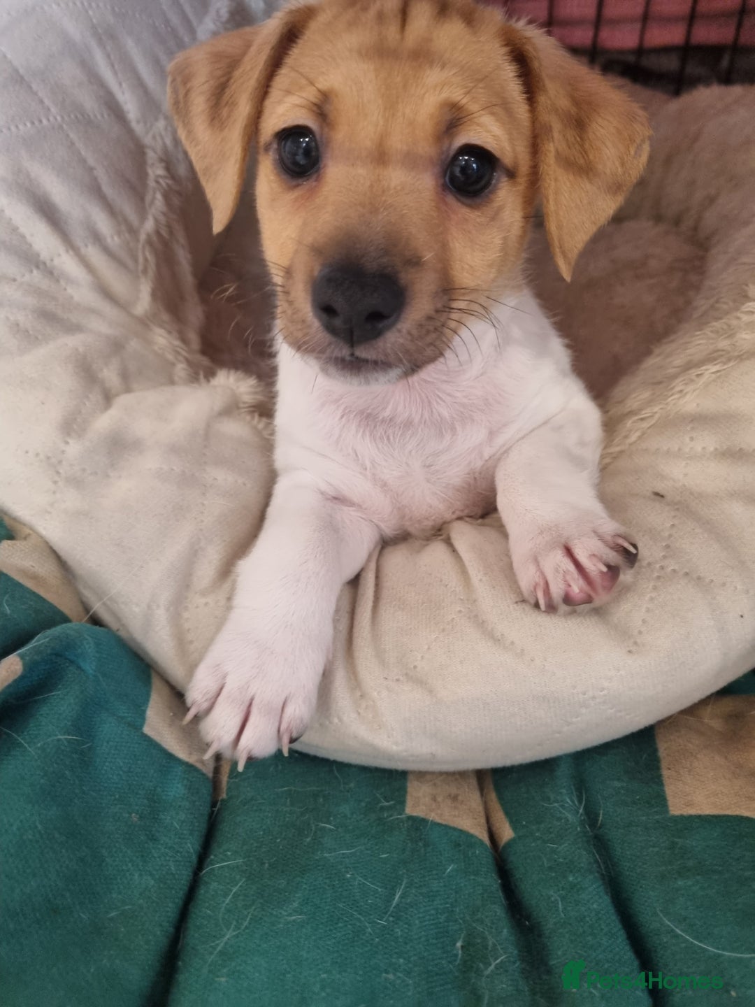 Jack Russell dogs for sale: Boy Jack Russel pup - Image 2