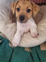 Jack Russell dogs - Advert 4