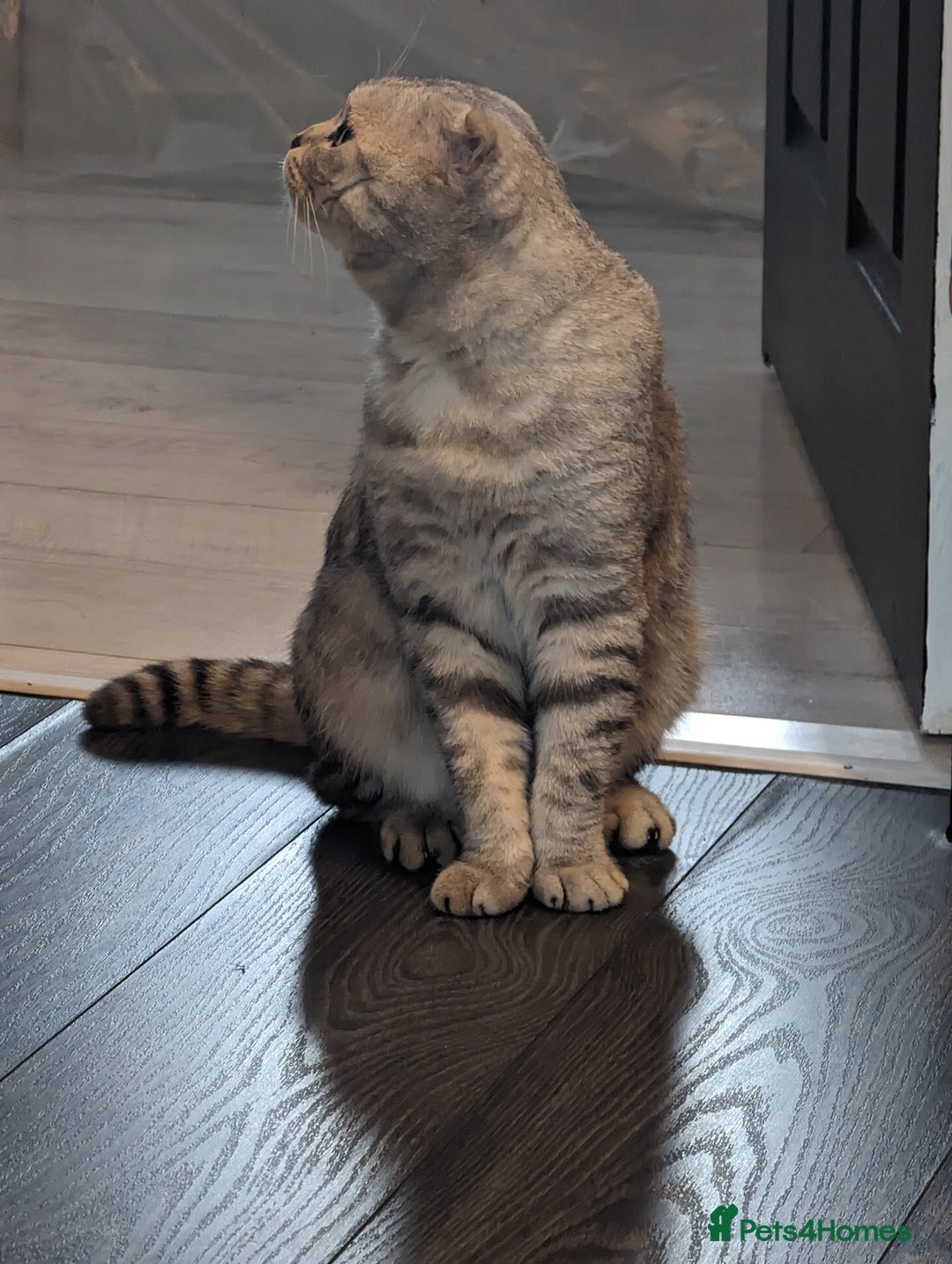 Scottish Fold cats for stud: In search of a calling Queen - Advert 3