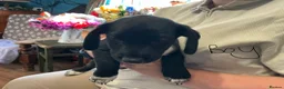 Mixed Breed dogs for sale: Puppies for sale  in Edenbridge - Advert 10