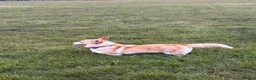 Welsh Corgi Pembroke dogs for sale: Gorgeous Pembrokeshire Corgi Puppies  - Advert 13