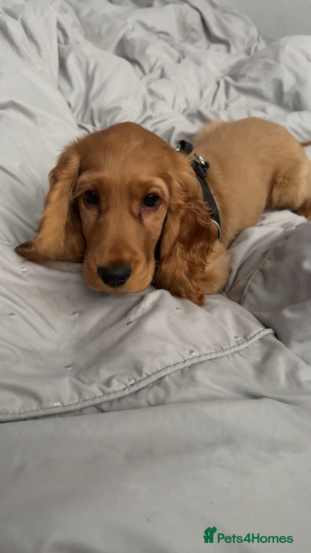 Cocker Spaniel dogs for sale: 8 month, Male cocker spaniel  in Bellshill - Advert 6