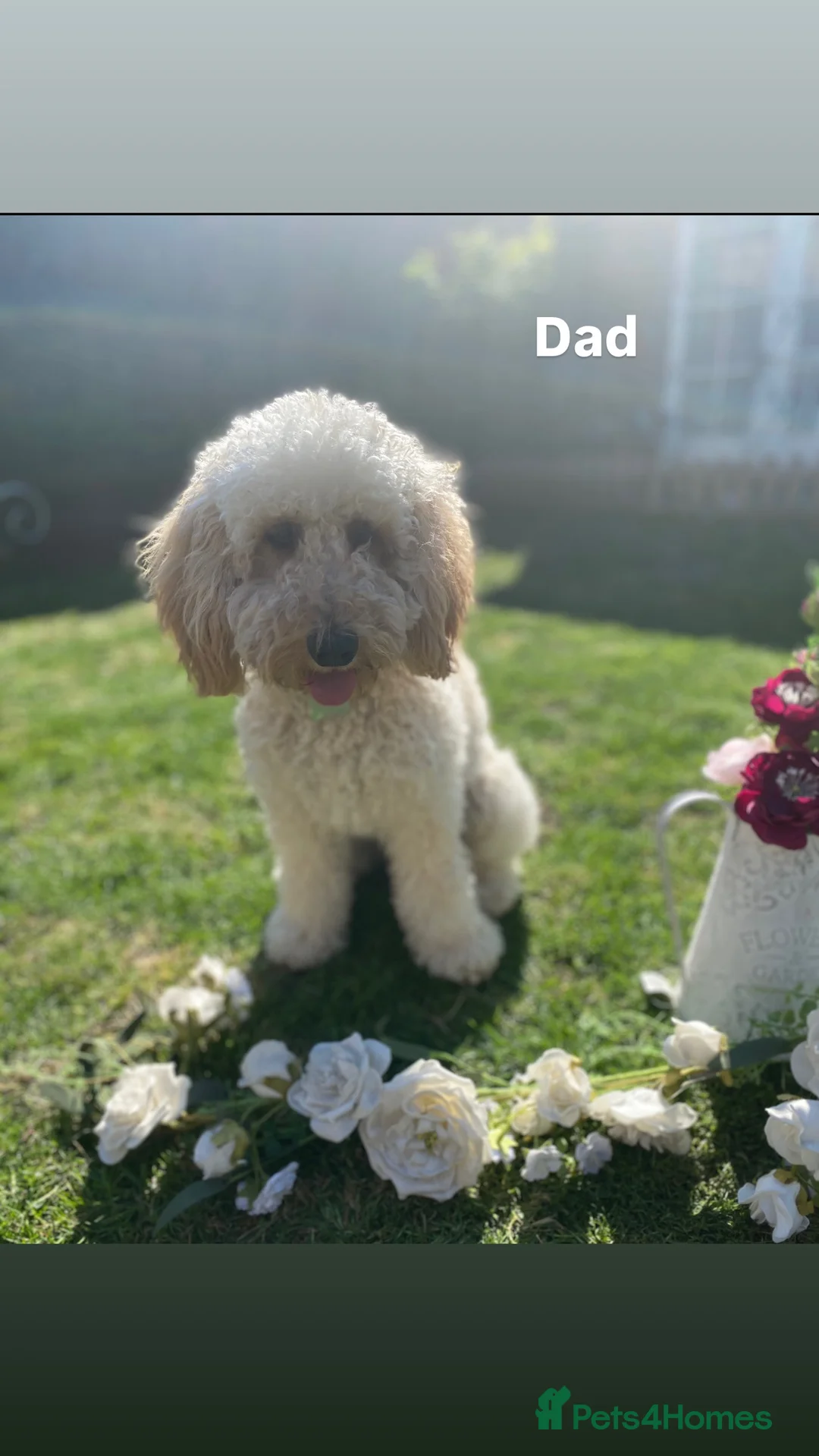 Labradoodle dogs for sale: Health tested labradoodles 🥰 - Advert 7