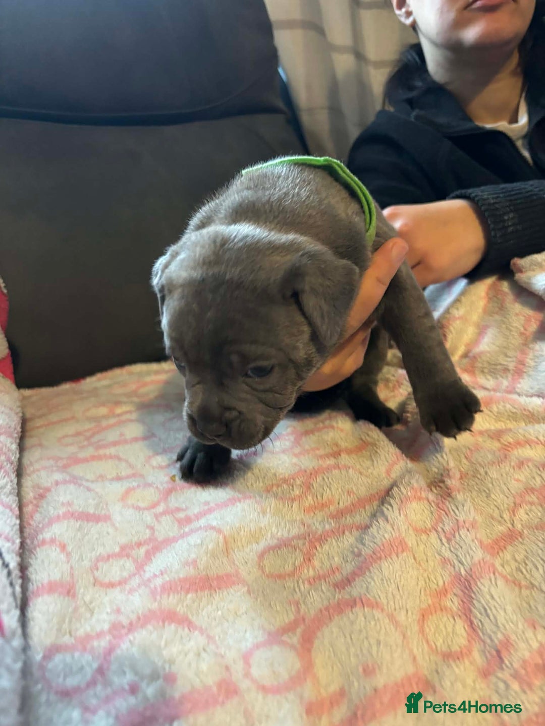 Staffordshire Bull Terrier dogs for sale: Two male four female - Advert 6