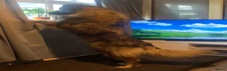 Caucasian Shepherd Dog dogs for sale: Caucasian shepherd puppies  - Advert 6