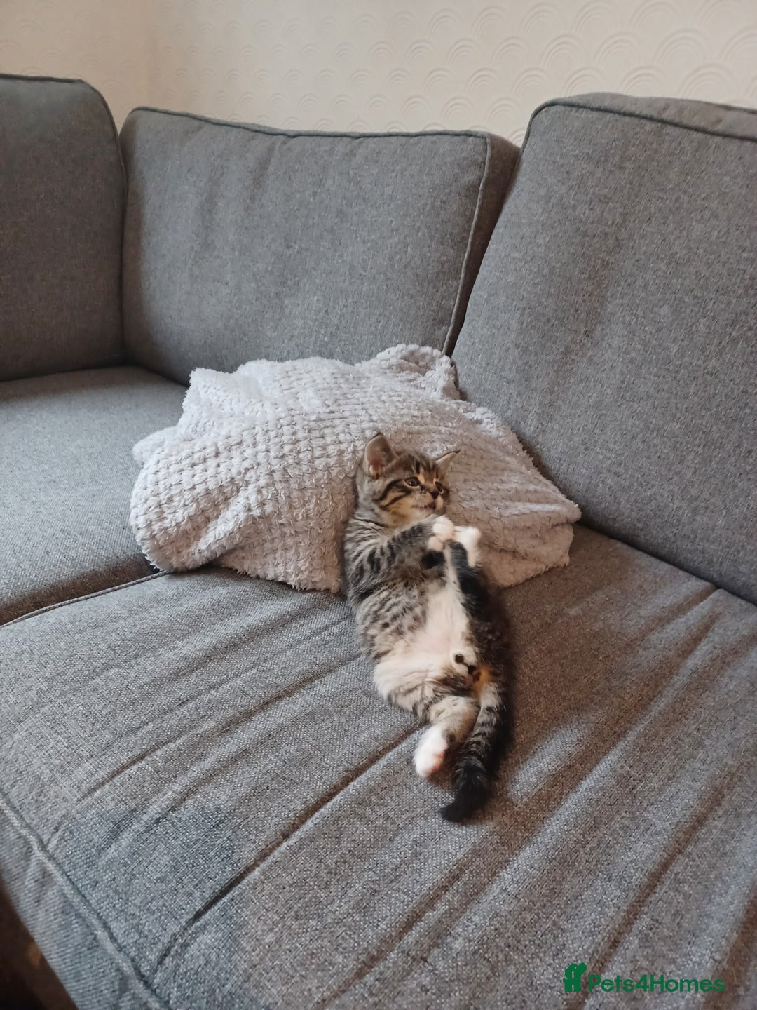 Maine Coon cats for sale: Little Half Main Coons - Advert 11