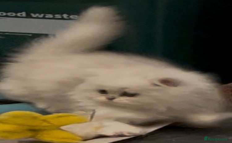 Persian cats - Advert 1