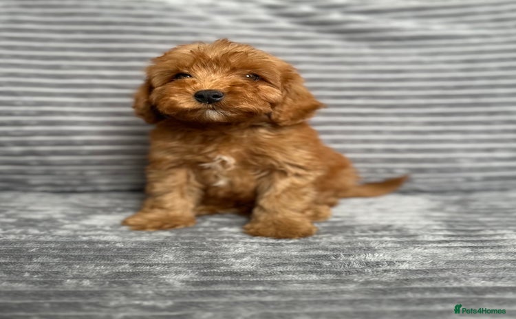 Cockapoo dogs - Advert 2