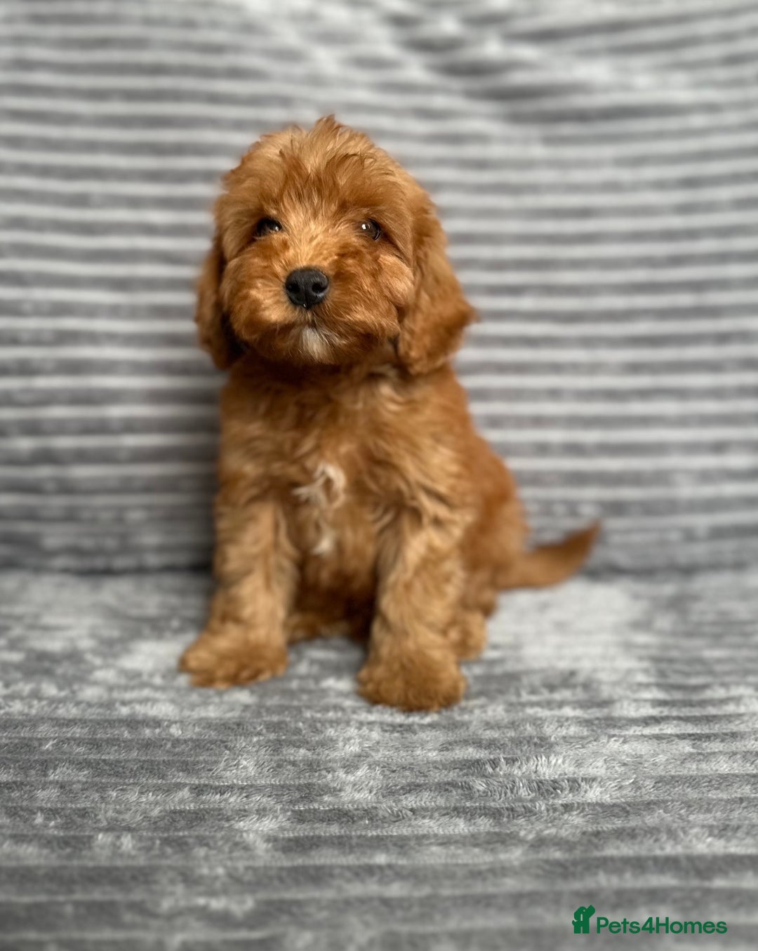 Cockapoo dogs for sale: Adorable Cockapoos looking for forever homes - Image 1