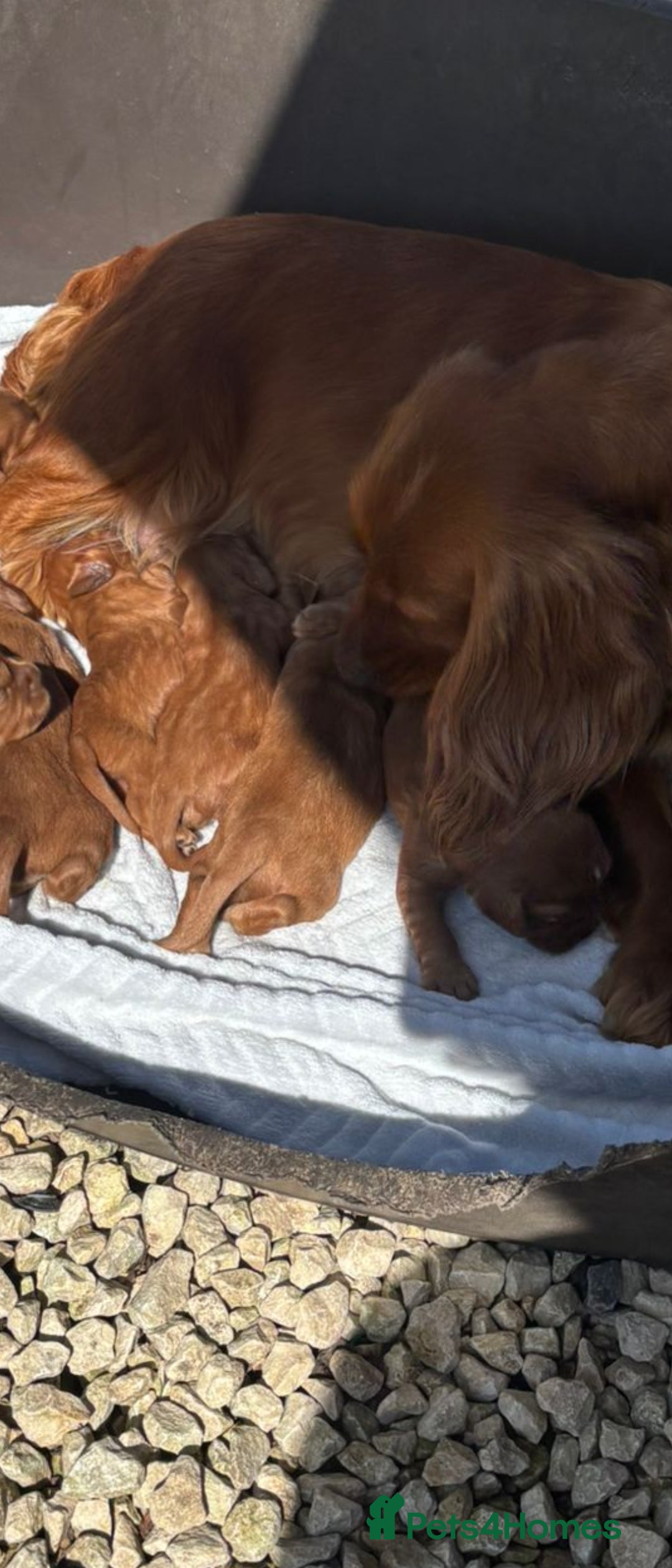 Cavalier King Charles Spaniel dogs for sale: Beautiful cavalier puppies ready 19th of dec - Advert 3