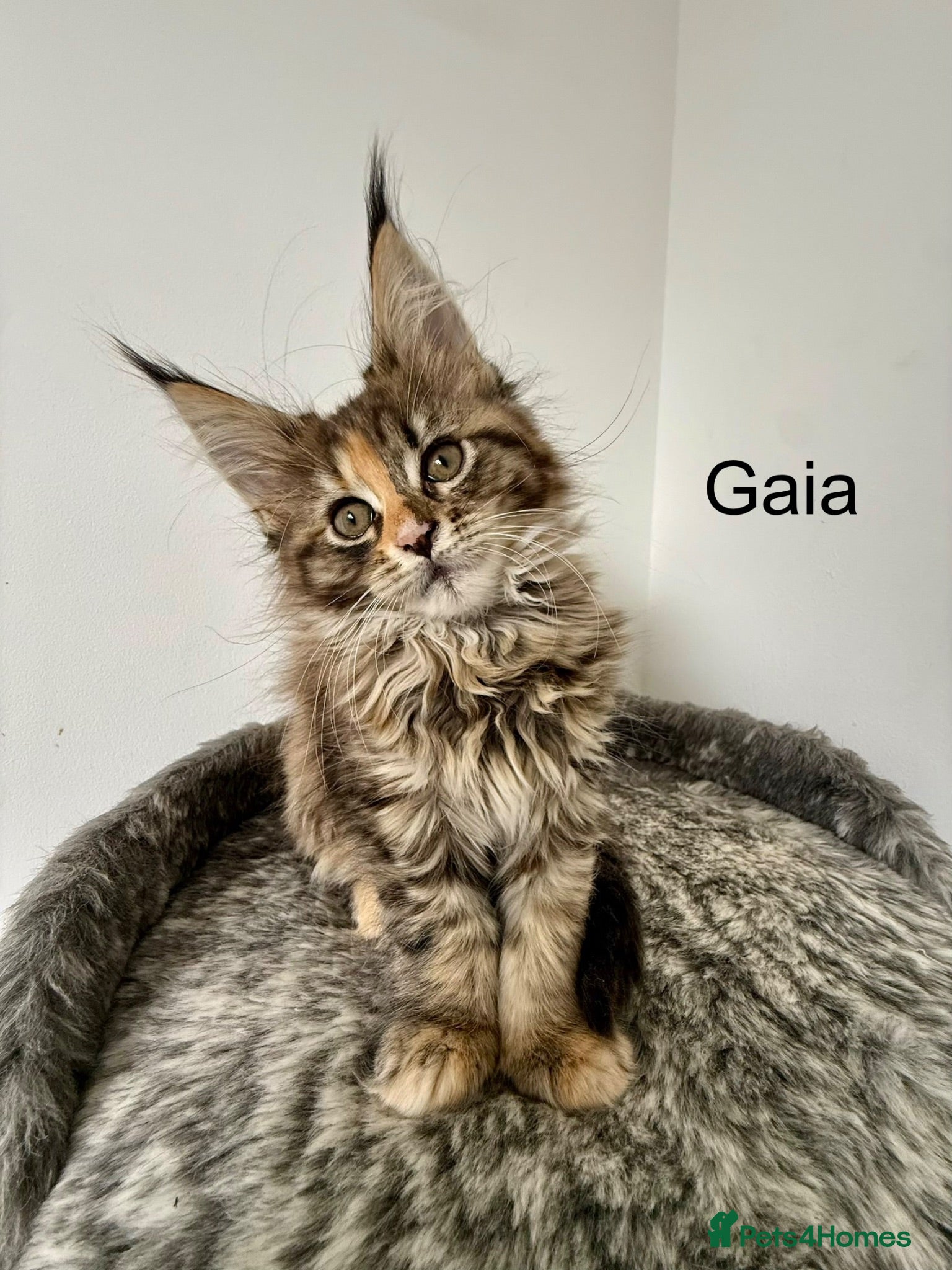 Maine Coon cats 🐾 Georgous TICA Maine Coon Kittens🐾 - Advert 2
