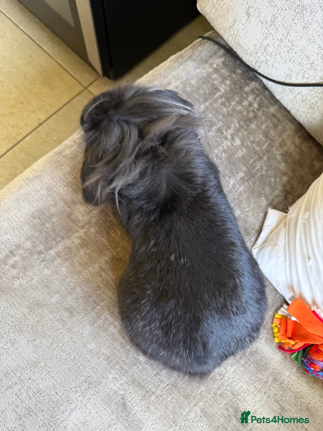 Lionhead rabbits for sale: Bugsie very friendly house rabbit  - Advert 10
