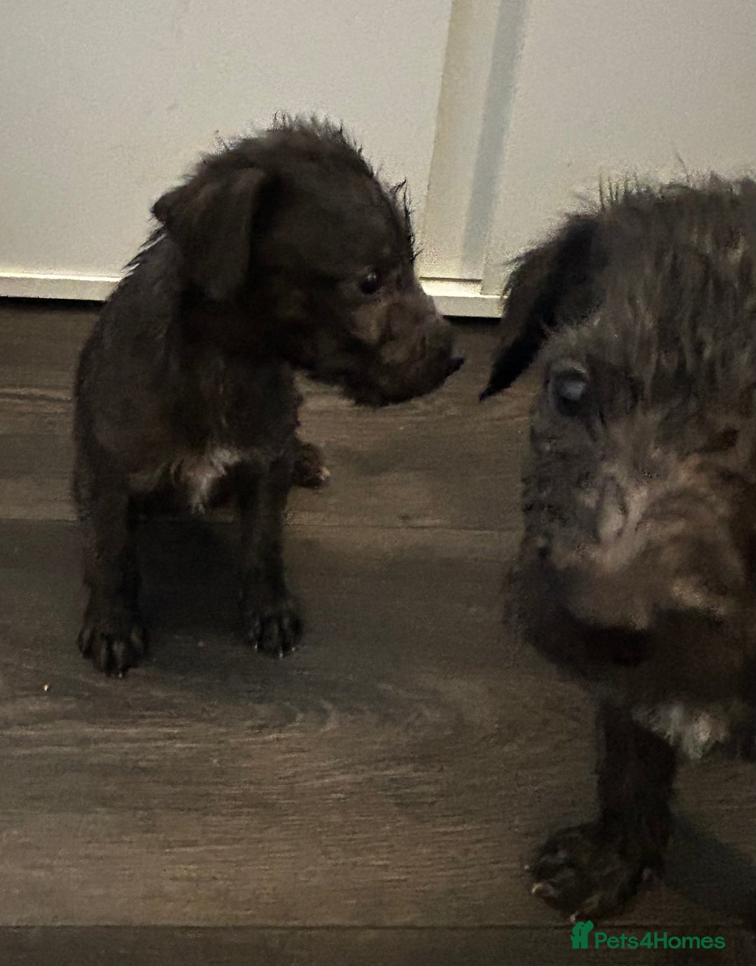 Mixed Breed dogs for sale: Beddlington x Whippet - Image 7
