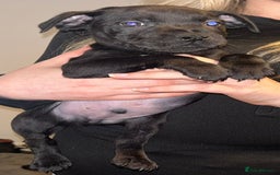 Staffordshire Bull Terrier dogs for sale: Beautiful black and blue kc pups - Image 10