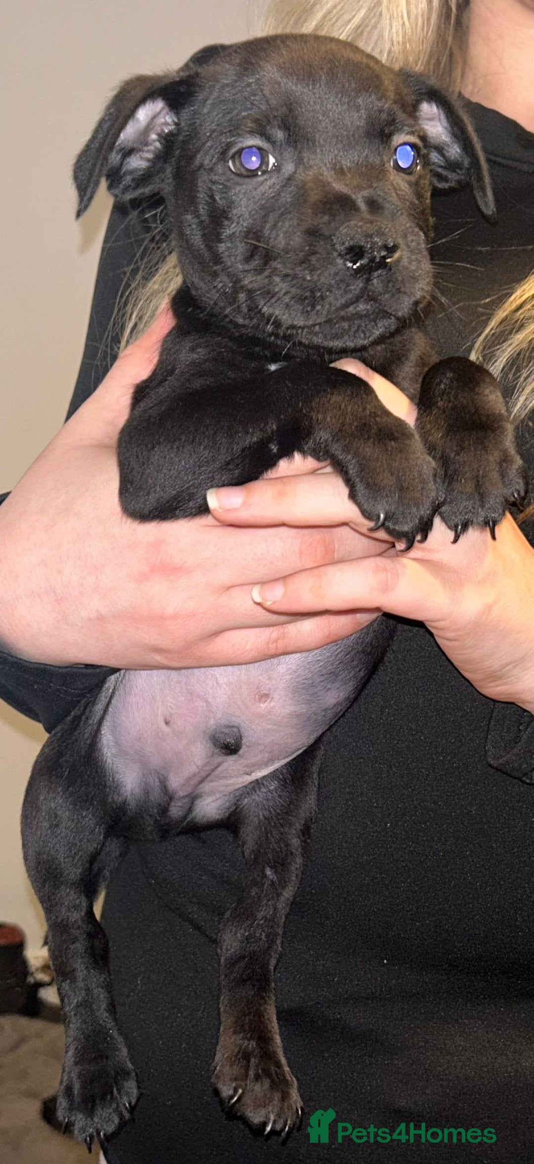 Staffordshire Bull Terrier dogs for sale: Beautiful black and blue kc pups - Image 10