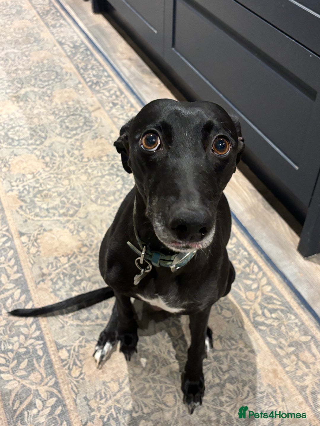 Mixed Breed dogs for sale: Lurcher x Collie 2 boys - Advert 1